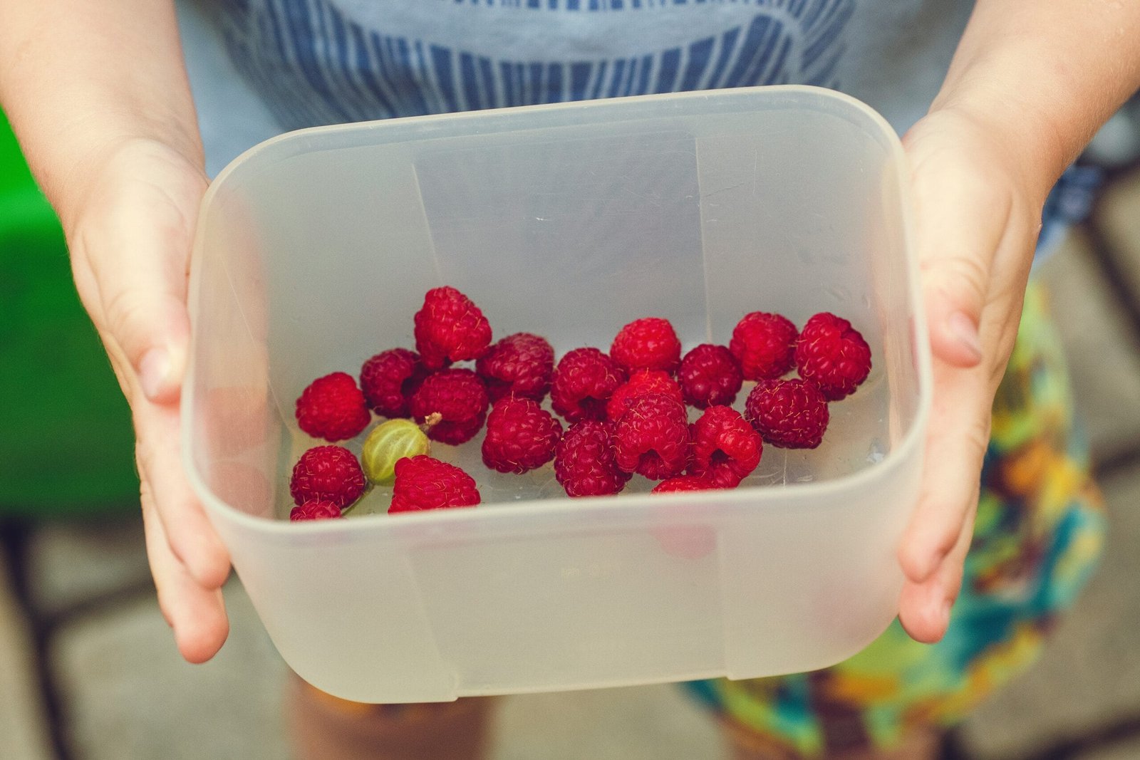 person showing cherries on clear plastic box